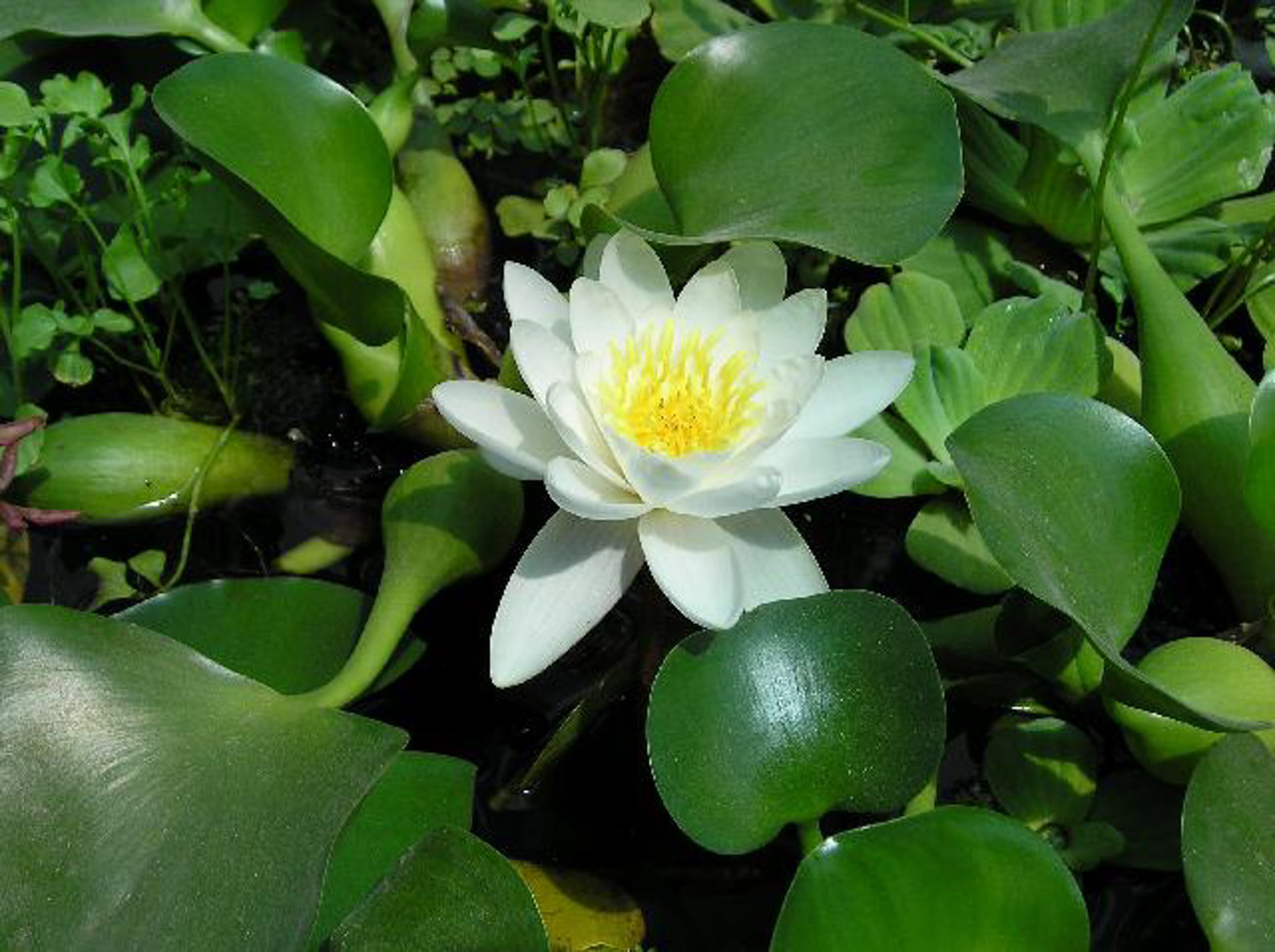 Jardín japonés, pequeño estanque con nenúfares y peces de natación. Diseño  de jardín japonés, jardín de agua de verano en estilo japonés Fotografía de  stock - Alamy