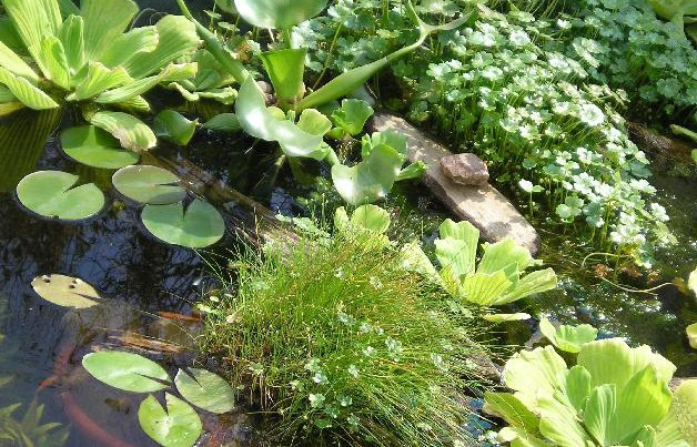 Jardín japonés, pequeño estanque con nenúfares y peces de natación. Diseño  de jardín japonés, jardín de agua de verano en estilo japonés Fotografía de  stock - Alamy