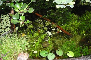 jardín japonés, estanque, pileta de peces, koi, caracius, pond