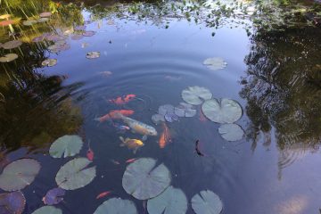 jardín japonés, estanque, pileta de peces, koi, caracius, pond